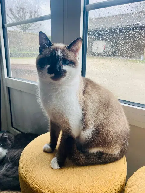 chatte reunited   16130 Juillac-le-Coq Denise