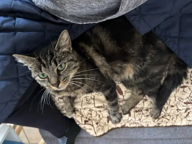 chatte reunited   16120 Châteauneuf-sur-Charente Fifi