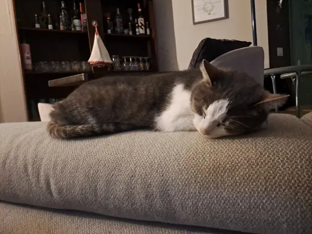 chatte reunited   16130 Segonzac Galaxy