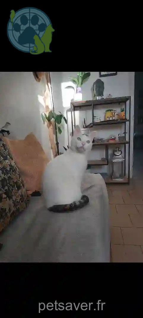 Chatte Trouvée 16 Charente - Meï Chatte Trouvée 16 Charente - Meï