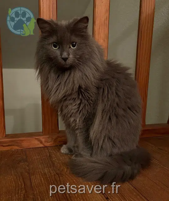 chatte reunited 16100 Cognac Momine
