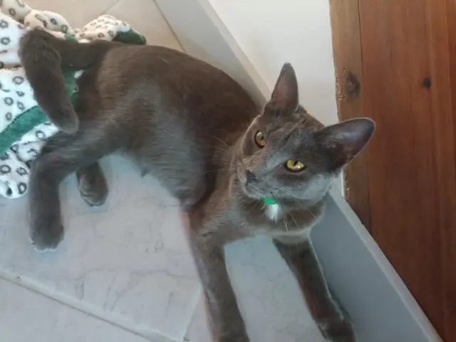 chatte reunited   16130 Segonzac Pokie