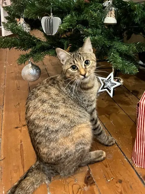 chatte reunited   16000 Angoulême Romy