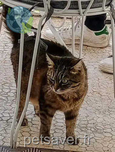 chatte reunited 16000 Angoulême Rosie