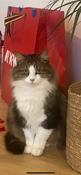 Chatte Perdue 16 Charente - Steph Chatte Perdue 16 Charente - Steph