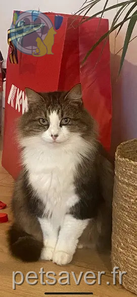 Chatte Perdue 16 Charente - Steph Chatte Perdue 16 Charente - Steph