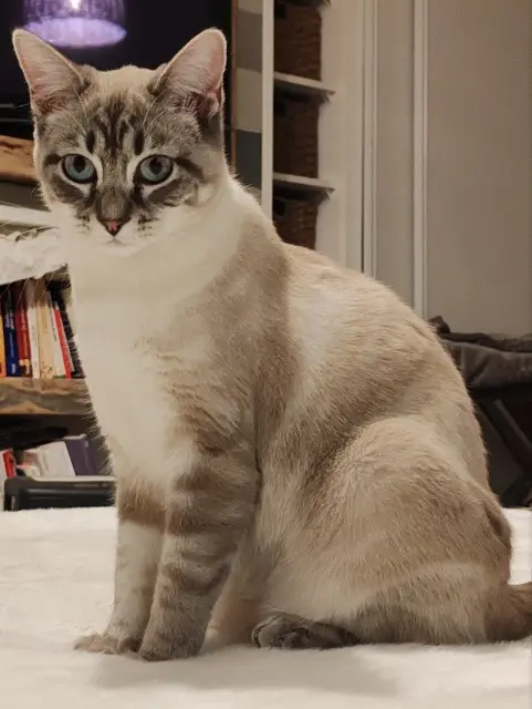 chatte reunited   16170 Saint-Amant-de-Nouère Vénus