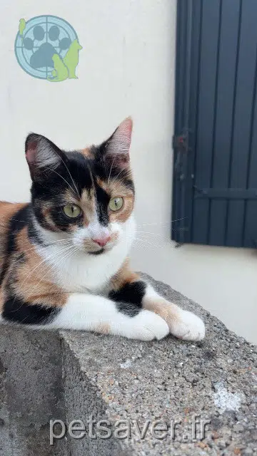 chatte reunited 17139 Dompierre-sur-Mer Aloe