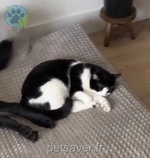 chatte reunited 17220 Clavette Aïna