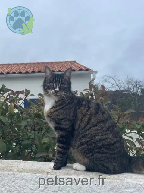 chatte reunited   17570 Les Mathes Bibou