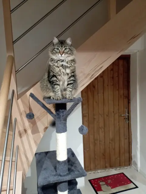 chatte reunited   17430 Tonnay-Charente Blue