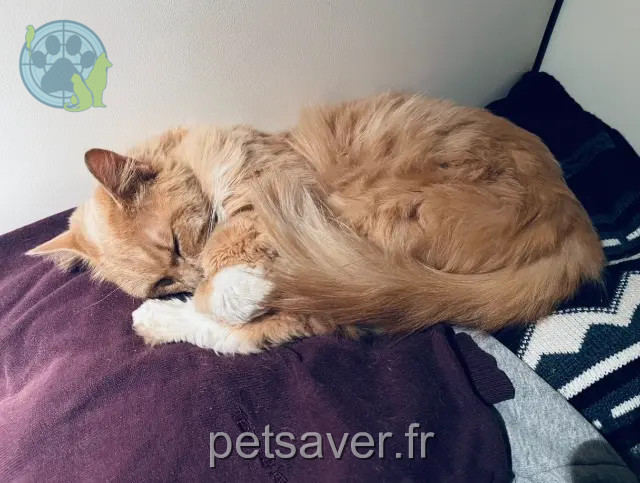 chatte reunited   17000 La Rochelle Cannelle