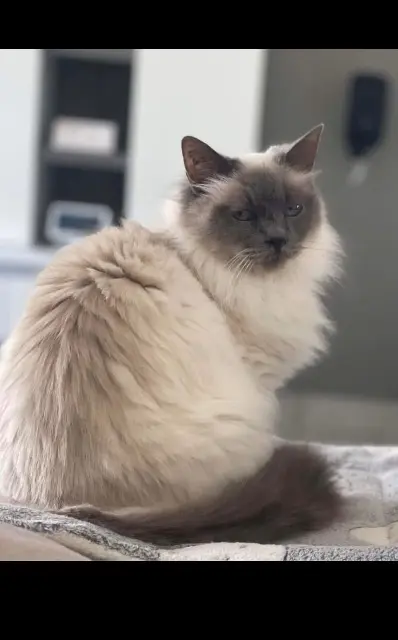 chatte reunited   17220 Bourgneuf Capucine