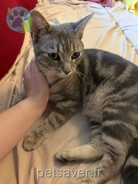 chatte reunited   17250 Saint-Porchaire Cassie