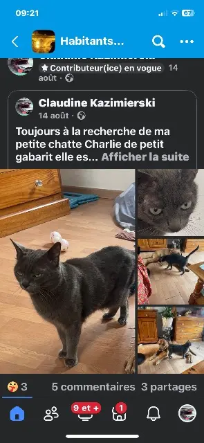 chatte reunited   17230 Marans Charlie