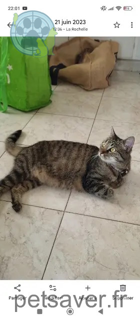 chatte reunited 17000 La Rochelle Charlie