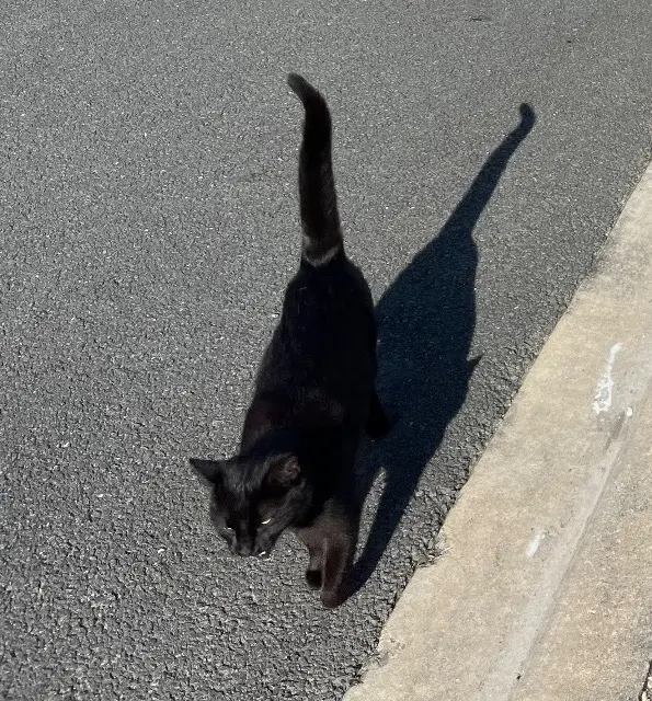 chatte reunited   17450 Fouras Cleopattes