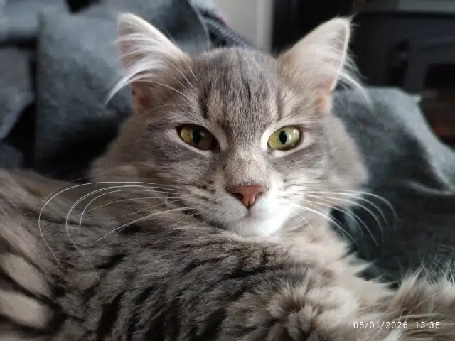 chatte reunited   17750 Étaules Clochette