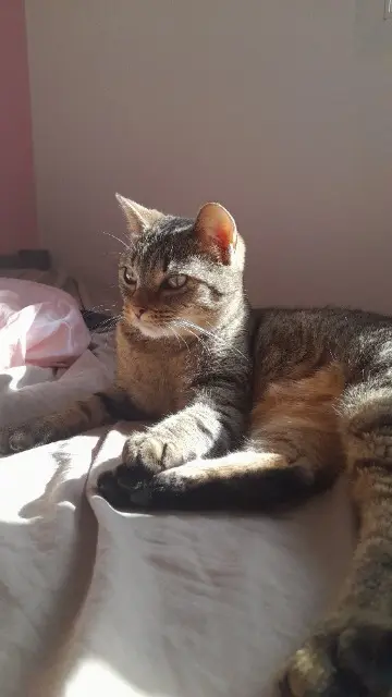 chatte reunited   17170 La Grève-sur-Mignon Croquette