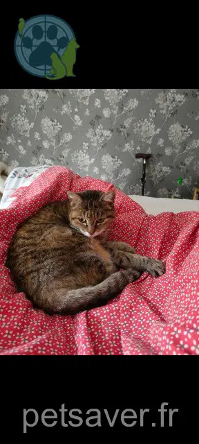 chatte reunited   17000 La Rochelle Duchesse