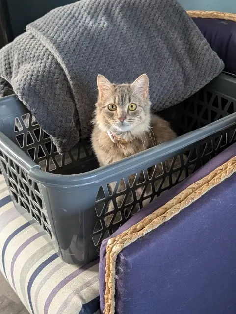 chatte reunited   17430 Cabariot Galia