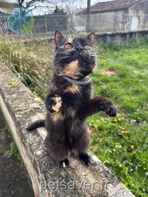 chatte reunited 17450 Fouras Isy