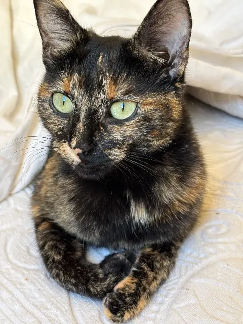 chatte reunited   17000 La Rochelle Kitty