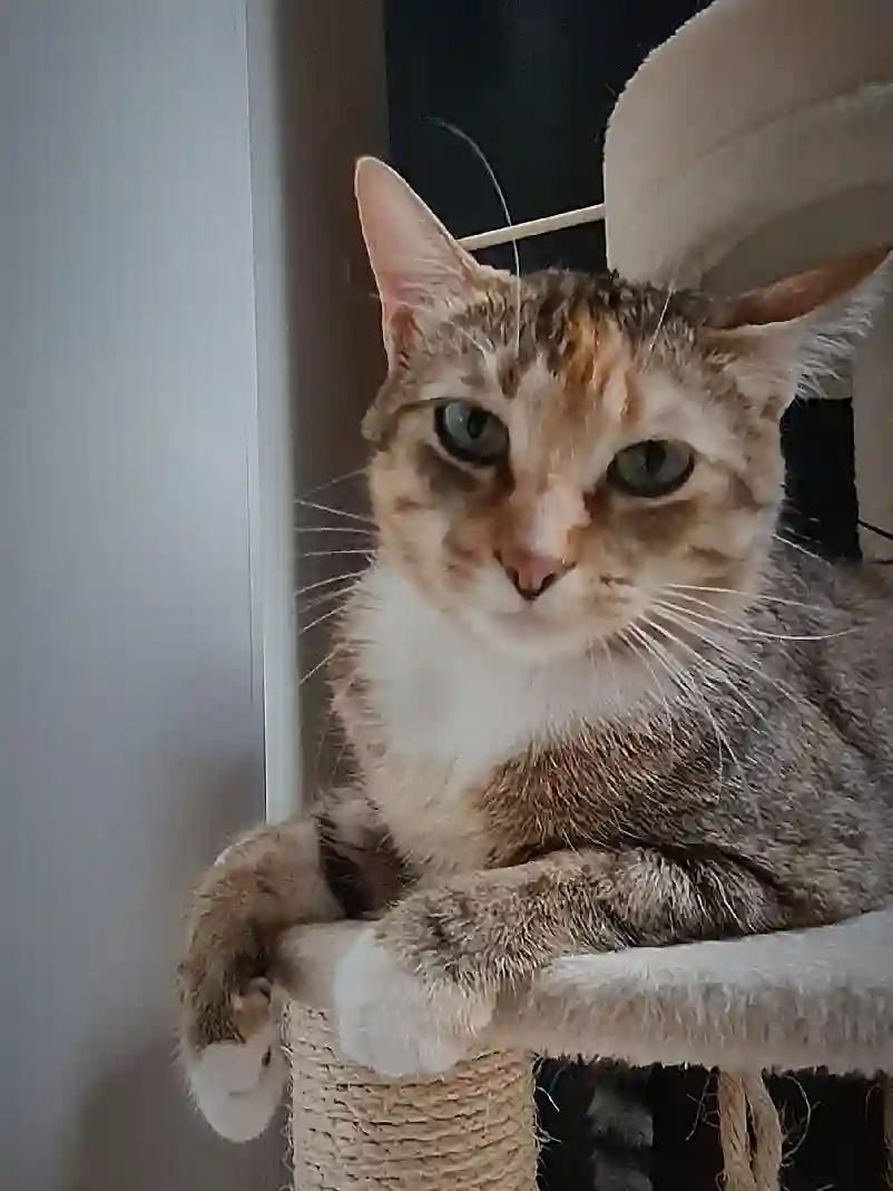 Chatte Trouvée 17 Charente-Maritime La Rochelle - Joy Chatte Trouvée 17 Charente-Maritime La Rochelle - Joy