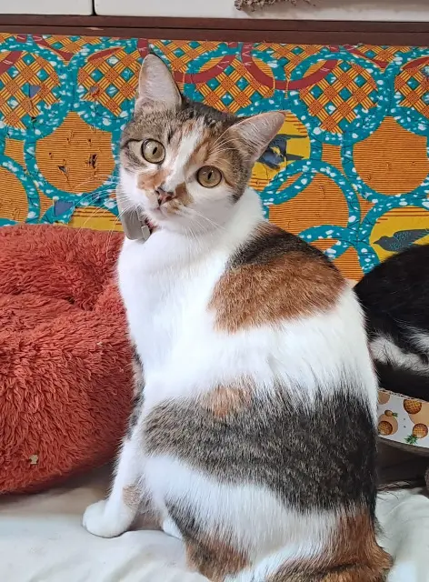 chatte reunited   17000 La Rochelle Madi