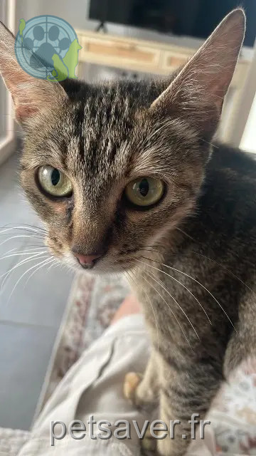 chatte reunited   17000 La Rochelle Marguero