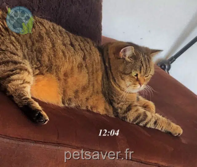 chatte reunited 17230 Villedoux Mia