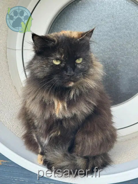 chatte reunited 17000 La Rochelle Miaouss