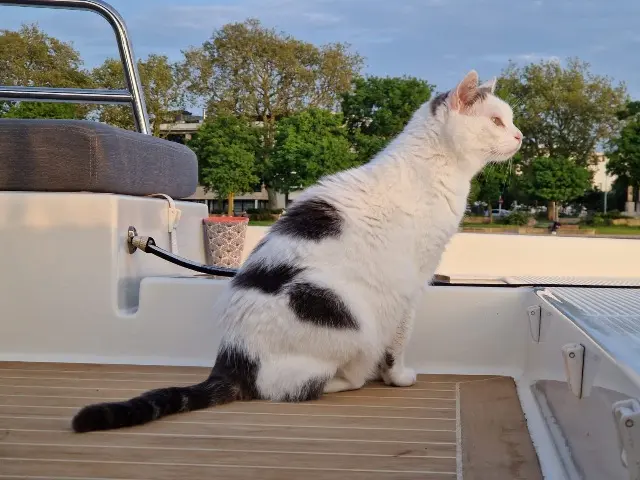 chatte reunited   17000 La Rochelle Minette