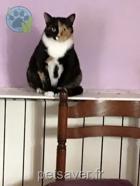 chatte reunited 17130 Montendre Minette