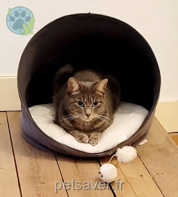chatte reunited 17390 La Tremblade Minie