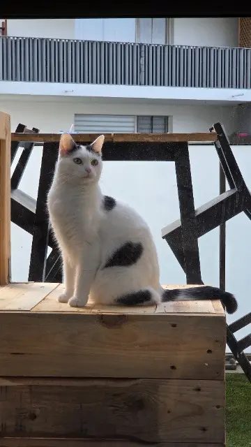 chatte reunited   17340 Châtelaillon-Plage Moonty