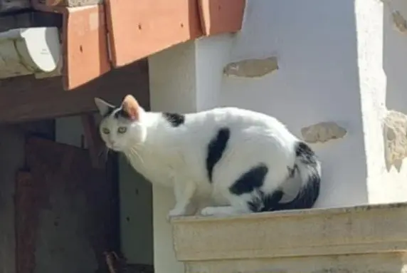 chatte reunited   17340 Châtelaillon-Plage Moonty