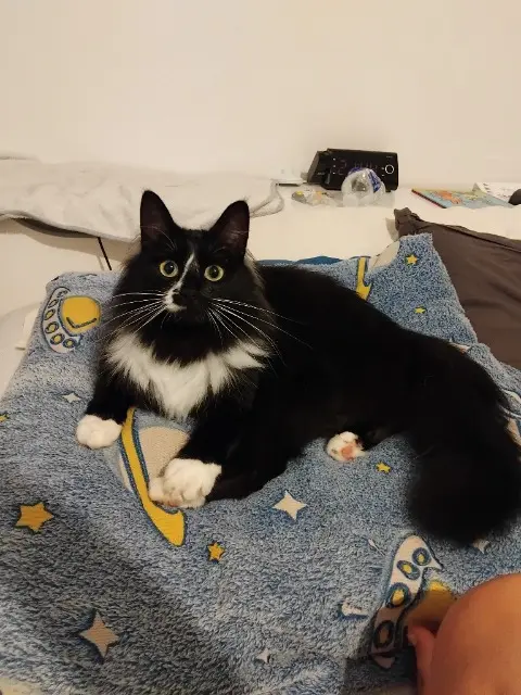 chatte reunited   17350 Port-d'Envaux Mouglie