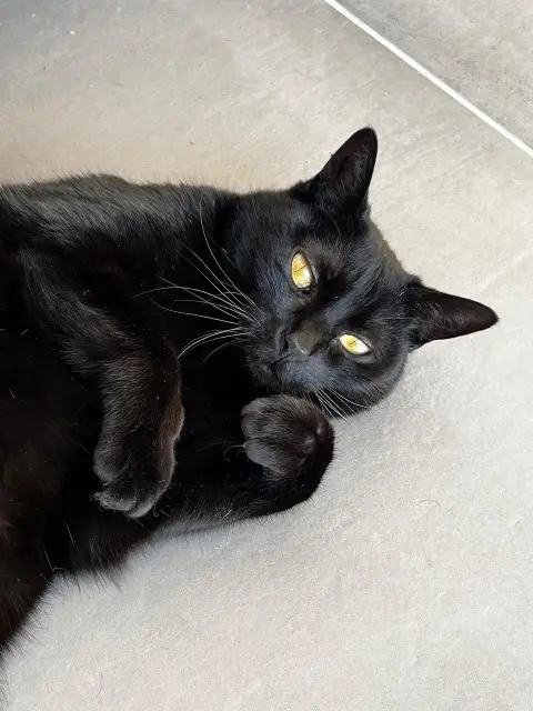 chatte reunited   17138 Puilboreau Mystic