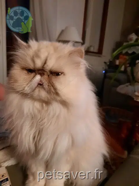 chatte reunited 17250 Soulignonne Naya