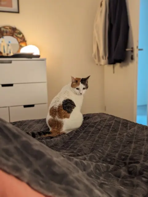 chatte reunited   17300 Rochefort Nounette