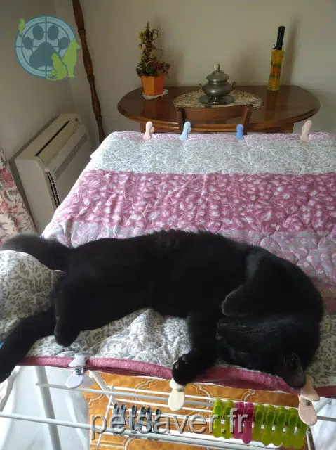 chatte reunited   17810 Saint-Georges-des-Coteaux Nouquette
