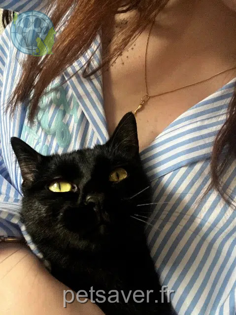 chatte reunited   17000 La Rochelle Nova