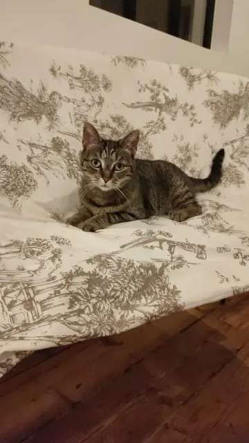 chatte reunited   17300 Rochefort Ohana