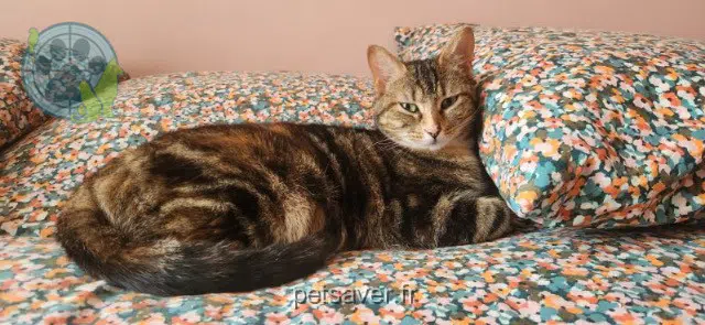 chatte reunited   17220 La Jarne Parme