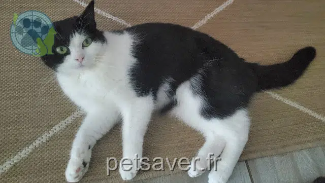 chatte reunited 17250 Trizay Penny