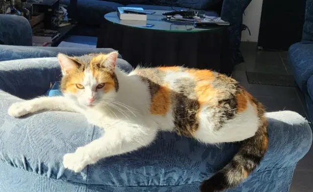 chatte reunited   17132 Meschers-sur-Gironde Pinga