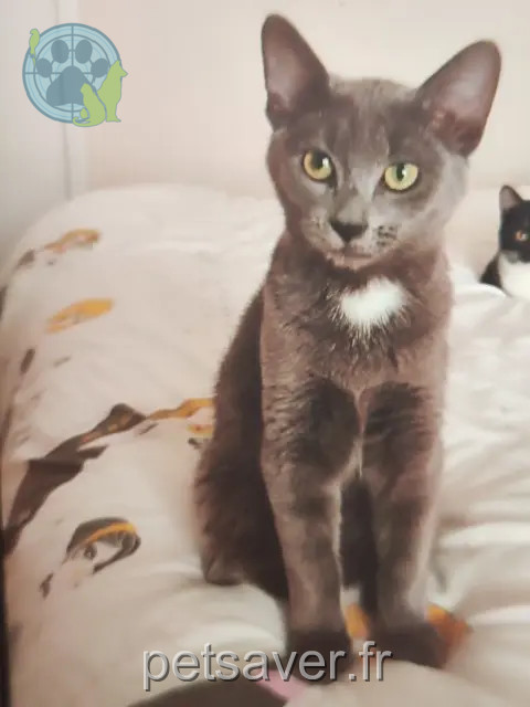 chatte reunited   17270 Montguyon Plume