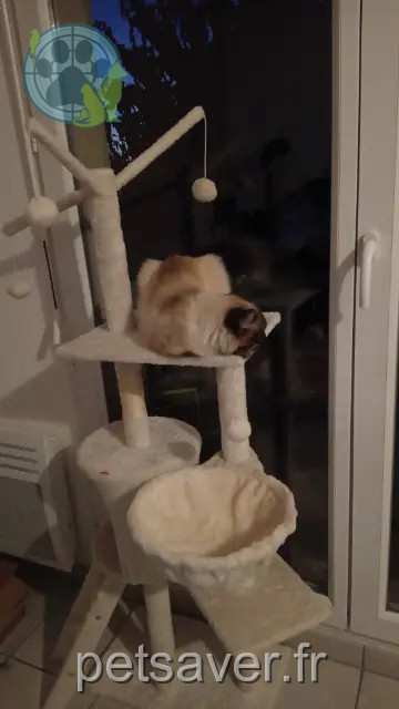 chatte reunited 17100 Saintes Ponyo