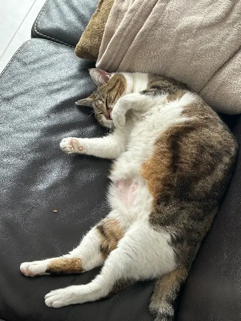chatte reunited   17540 Vérines POUTINE